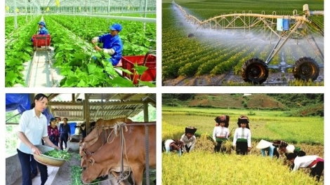 Bảo hiểm nông nghiệp: Điểm tựa cho nhà nông. (10+11/05/2025)