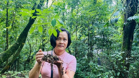 Nhân lực ngành cây trồng dược liệu trong thời đại số
