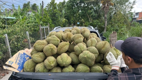 Tiền Giang: Trái sầu riêng vào vụ dội hàng, đầu ra khó khăn