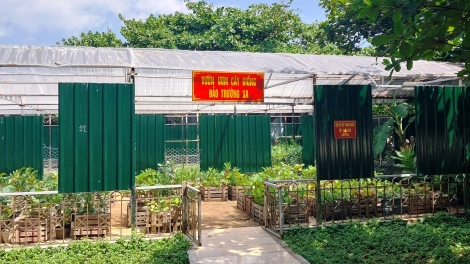 Xanh hóa Trường Sa khát vọng nơi đảo xa (14/5/2025)