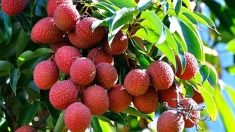 Câu chuyện về một người dám làm trước, dám làm khác