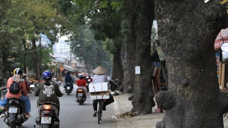 Thành phố Hà Nội di dời, chặt hạ cây xanh phục vụ thi công đường vành đai 1