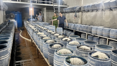 Lào Cai triệt phá đường dây sản xuất giá đỗ độc hại