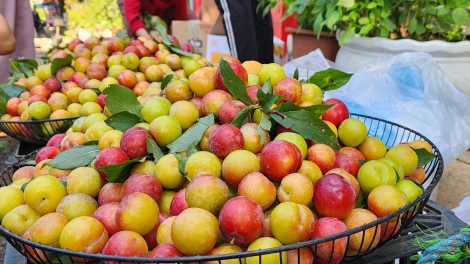 Mận tam hoa – “ cherry Sơn La" đắt hàng dịp nghỉ lễ
