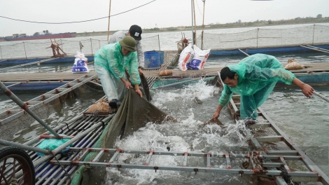 Bắc Ninh: Gương làm giàu từ nghề nuôi cá lồng trên sông Đuống