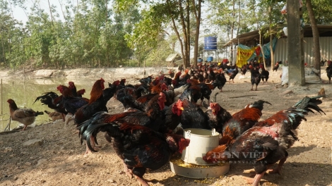 Phát triển nuôi giống gà Hồ thuần thương phẩm