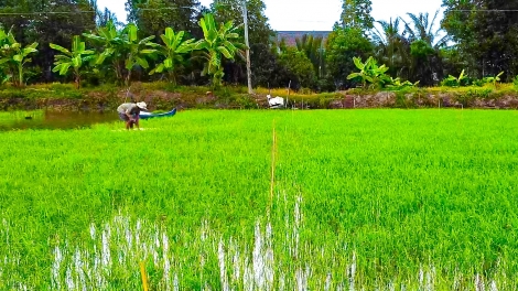 Cà Mau sẽ sản xuất hơn 1.100ha lúa phát thải thấp