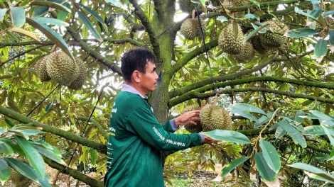 Cần cơ chế phối hợp đồng bộ để phát triển bền vững ngành hàng sầu riêng (03/06/2025)