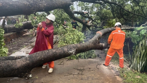 Hơn 500 hộ dân ở Đồng Nai mất điện do cây xanh bật gốc đè đường dây trung thế