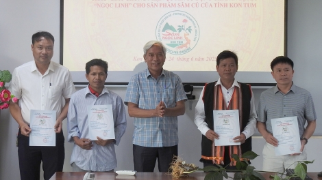 Kon Tum cấp chỉ dẫn địa lý “Ngọc Linh” sản phẩm sâm củ