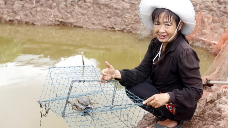 Trà Vinh: Giá cua biển tăng cao, nông dân có thể thu lãi ròng từ 160 đến 180 triệu đồng