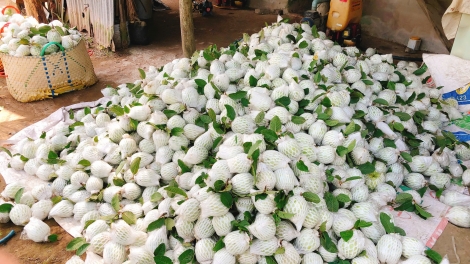 Tiền Giang: Trái ổi giá thấp, nhiều nhà vườn không thu hoạch, trái rụng đầy gốc