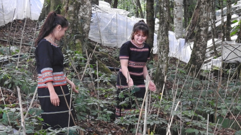 Tri thức dân gian về sâm Ngọc Linh ở Kon Tum là Di sản văn hoá phi vật thể quốc gia