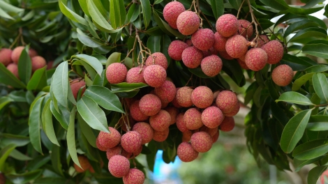 Xuất khẩu vải thiều hải dương: Hướng đến chất lượng và chuẩn quốc tế