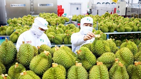 Xuất khẩu rau quả cần mở rộng thị trường (04/06/2025)
