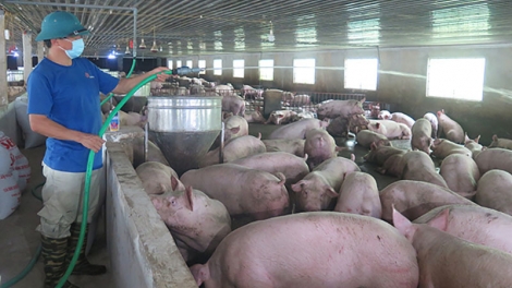 Chăm sóc vật nuôi, gia súc trong thời tiết nắng nóng 