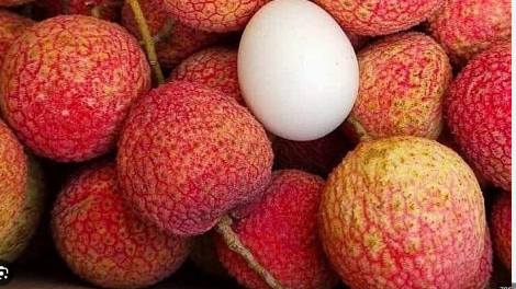 Vải trứng Hưng Yên được mùa, được giá
