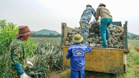 Thúc đẩy nông sản phát triển từ sự hỗ trợ của doanh nghiệp (01/08/2025)