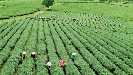 Chuyển đổi xanh: Từ cánh đồng đến chiến lược bền vững (04/07/2025)