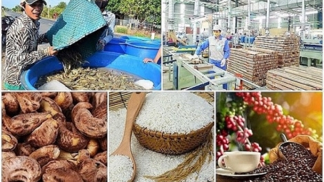 Sản xuất nông nghiệp thích ứng với biến động thị trường (12/07/2025)