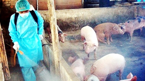 Vác-xin: Lá chắn ngăn chặn dịch tả lợn châu Phi bùng phát (19/07/2025)