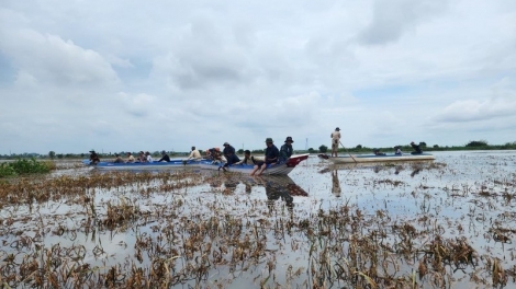 Campuchia: hơn 2.000 ha trồng lúa bị ảnh hưởng do mưa ngập