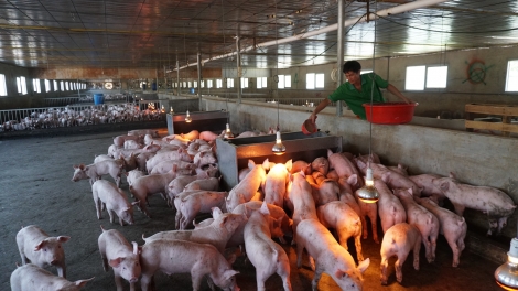 Chăn nuôi thông minh ở Tây Ninh: Giảm phát thải, tăng hiệu quả