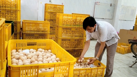 Đồng Tháp: Trứng gà tăng cao, người chăn nuôi phấn khởi