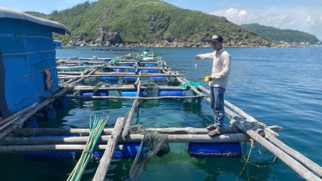 Khởi tố, bắt giam 4 đối tượng trộm tôm hùm, chiếm đoạt hơn 300 triệu đồng