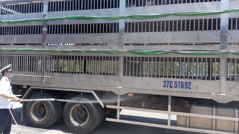 Gia Lai thành lập 4 chốt kiểm soát dịch bệnh động vật liên ngành