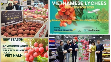 Siêu thị Costo Australia bán 200 tấn quả vải tươi Việt Nam