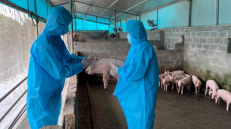 Chăn nuôi an toàn sinh học giải pháp phòng chống dịch tả lợn Châu Phi (21/08/2025)