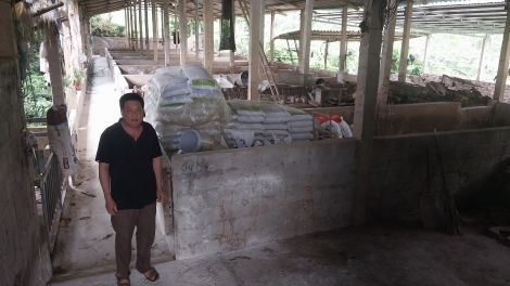 Tuyên Quang: Tăng cường kiểm soát Dịch tả lợn Châu phi