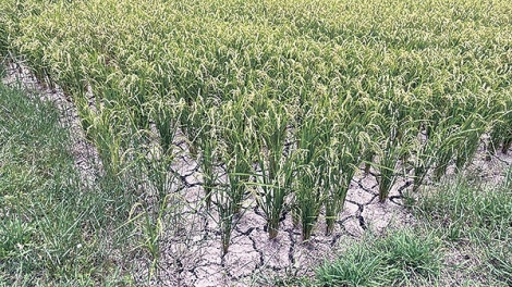 Số ca tử vong do sốc nhiệt tại Nhật Bản lên tới 104 trường hợp và vẫn chưa phải là con số cuối cùng