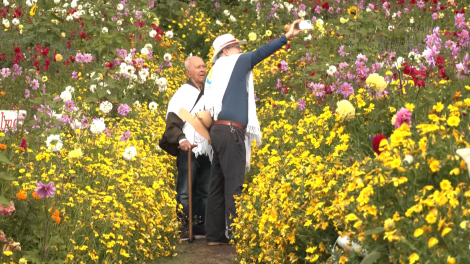 Khai mạc lễ hội hoa Feria de Las Flores của Colombia