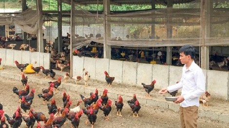 Chăn nuôi VietGAP: Chiến lược phát triển nông nghiệp hiện đại