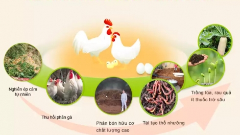 Chăn nuôi tuần hoàn đảm bảo an toàn hiệu quả (2/08/2025)
