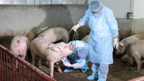 Bùng phát dịch bệnh tả lợn Châu phi và giải pháp ứng phó