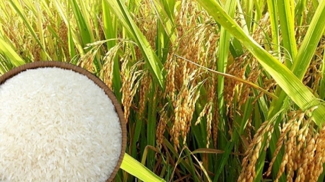 Thời sự 6h 14/8/2025: Duy trì ổn định, gạo xuất khẩu của Việt Nam tăng cao