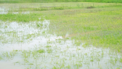 Nghệ An khẩn trương tiêu úng, bảo vệ sản xuất nông nghiệp sau bão số 5