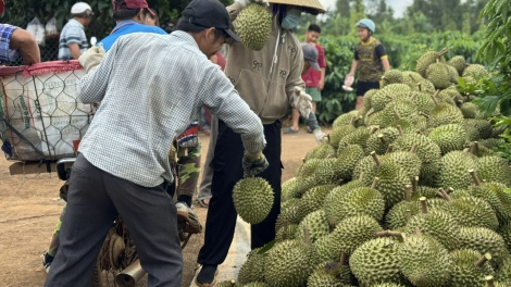 Nhà vườn vẫn lãi to dù giá sầu riêng rớt giá