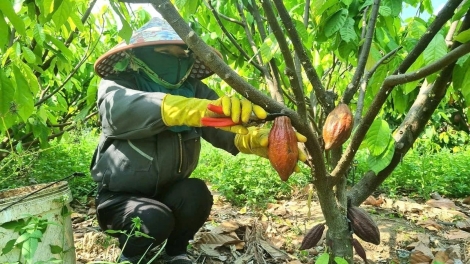 ĐBSCL: Trái ca cao xuất khẩu mạnh - kết nối lan tỏa giá trị Việt