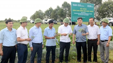 Đậu xanh 12ĐX02: cây trồng tiềm năng cho vùng đất bạc màu, hạn hán