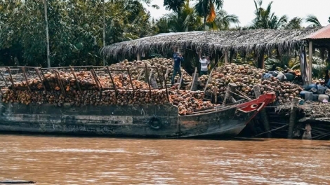 Trái dừa khô ở Vĩnh Long duy trì ở mức giá cao, nhà vườn phấn khởi