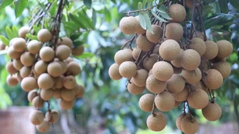 Nhãn lồng Hưng Yên: Nâng cao chất lượng để vươn xa (04/09/2025)