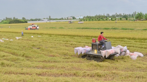 Gạo Việt khơi nguồn cảm hứng cho sản xuất nông nghiệp  trong kỷ nguyên mới