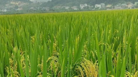 Chủ động ứng phó, nâng cao hiệu quả sản xuất trồng trọt trong bối cảnh khó khăn