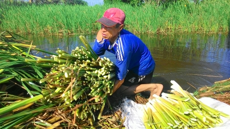 Bồn bồn Cà Mau: Từ cây dân dã thành hàng hoá giá trị