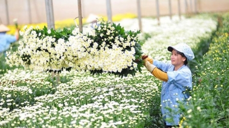 Hoa cây cảnh Việt Nam: Từ thú chơi tao nhã đến ngành kinh tế xanh giàu tiềm năng