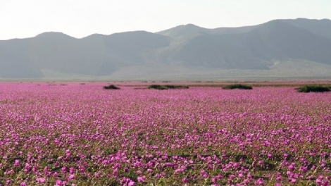 Chile: Hoa nở rộ tại sa mạc khô cằn Atacama